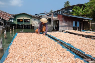 Balıkçı köyünde kuru karideslerle çalışan Taylandlı bir kadın. Island Koh Kood, Tayland