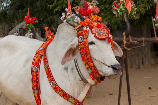 Decorated buffalo. Bagan, Myanmar. Close up — Stock Photo, Image