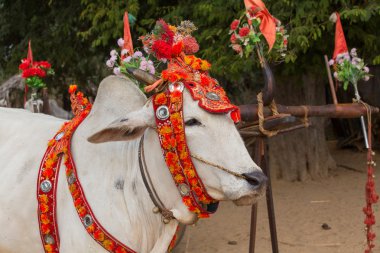 Bir şekilde dekore edilmiş buffalo. Bagan, Myanmar. Yakın çekim