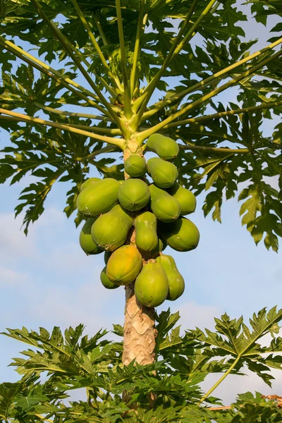 Bos van papaja's opknoping van de boom, thailand. — Stockfoto