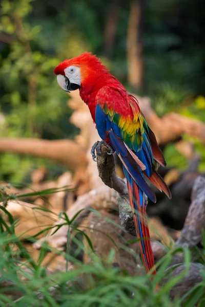 Red Macaw Parrot , close up — Stock Photo, Image