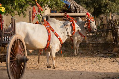 Bir şekilde dekore edilmiş buffalo. Bagan, Myanmar. Yakın çekim