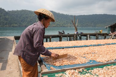 Balıkçı köyünde kuru karideslerle çalışan Taylandlı bir kadın. Koh Kood, Tayland