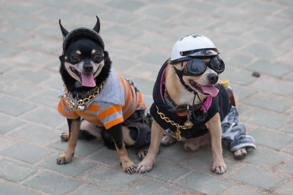 Małe psy ubrane na uliczne miasteczko kurortu Pattaya, Tajlandia — Zdjęcie stockowe