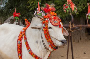 Bir şekilde dekore edilmiş buffalo. Bagan, Myanmar. Yakın çekim