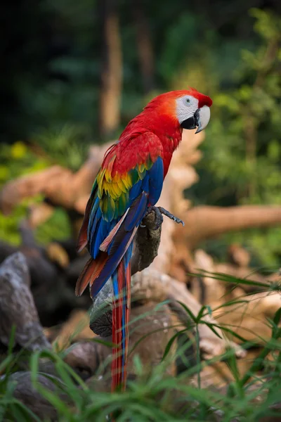 Czerwona papuga Ara, bliska — Zdjęcie stockowe