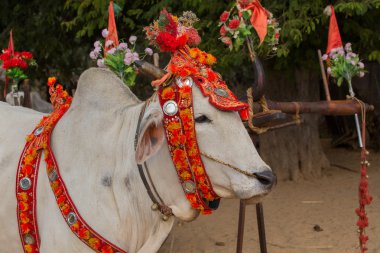 Bir şekilde dekore edilmiş buffalo. Bagan, Myanmar. Yakın çekim