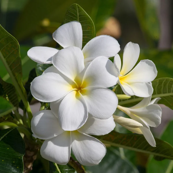 Witte frangipani bloemen in volle bloei in de zomer. Plumeria. — Stockfoto