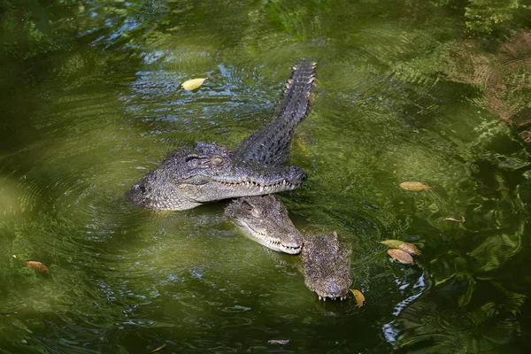 Crocodilo na água. Fechar — Fotografia de Stock