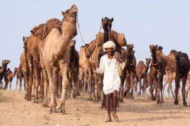  Hintli ve deve Pushkar deve (Pushkar deve Fuarı) Mela Pushkar Rajasthan, Hindistan içinde.
