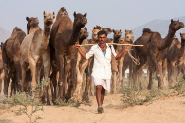  Hintli ve deve Pushkar deve (Pushkar deve Fuarı) Mela Pushkar Rajasthan, Hindistan içinde.