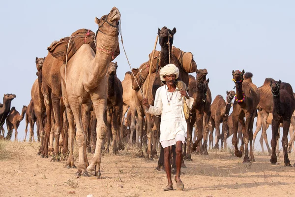 Uomo indiano e cammelli a Pushkar Camel Mela (Pushkar Camel Fair) a Pushkar, Rajasthan, India . — Foto Stock