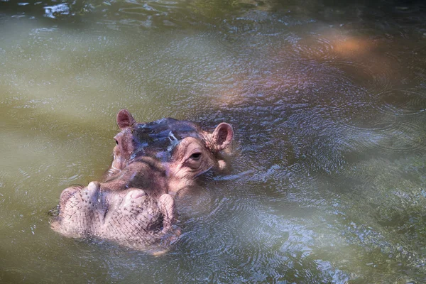 水でのカバ — ストック写真