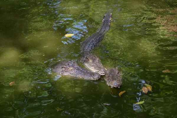 Krokodýl ve vodě. Zblízka — Stock fotografie
