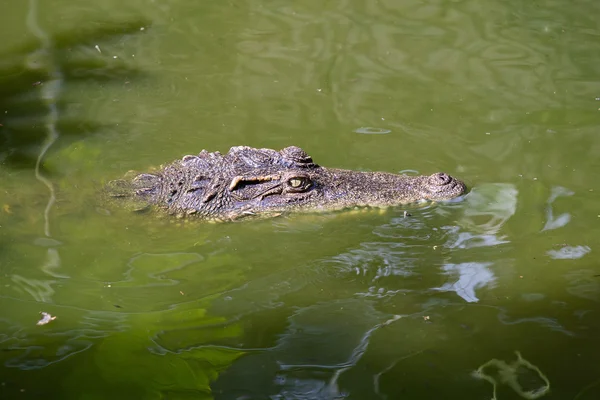 Cocodrilo en el agua. De cerca. — Foto de Stock