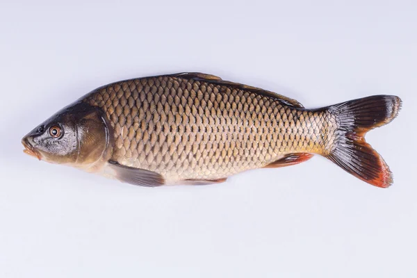 Běžné ryby kapr na bílém pozadí — Stock fotografie