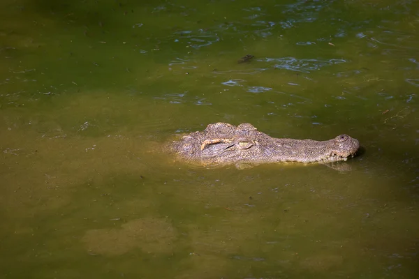 Cocodrilo en el agua. De cerca. — Foto de Stock