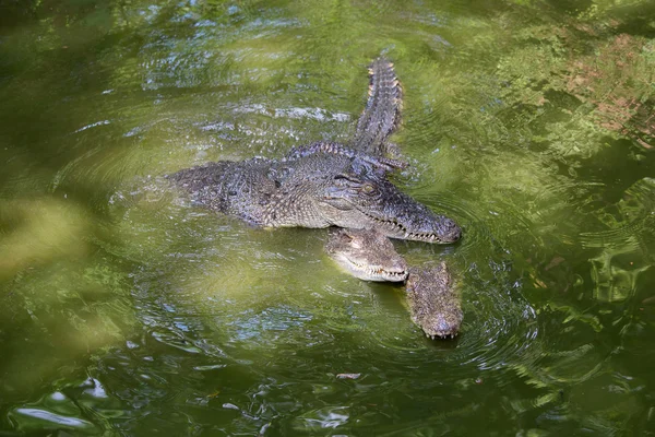 Cocodrilo en el agua. De cerca. — Foto de Stock