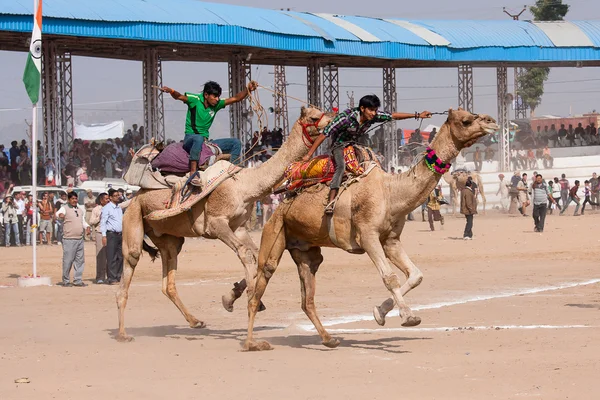 Pushkar camel mela i rajasthan, Indien. — Stockfoto