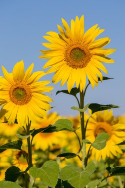 Ayçiçeği alanın üzerine Ukrayna mavi gökyüzü
