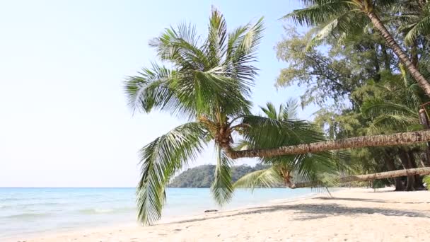 Praia de areia tropical com coqueiros exóticos perto da água do mar — Vídeo de Stock