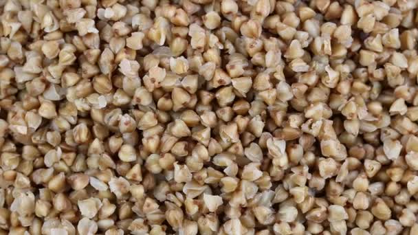 Mingau de cereal de fagópiro fervido fecham. Frente da câmera gira placa com trigo mourisco — Vídeo de Stock