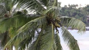 Tropikal Rüzgar ve Hindistan cevizi hurma ağacı yaprakları, kapat