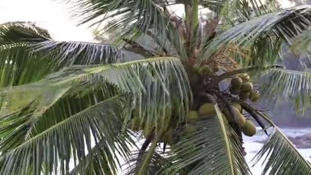 Tropical wind and coconut palm tree leaves, close up — Stock Video