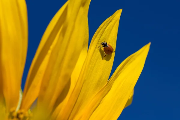 Coccinelle et tournesol jaune contre un ciel bleu. Ukraine — Photo