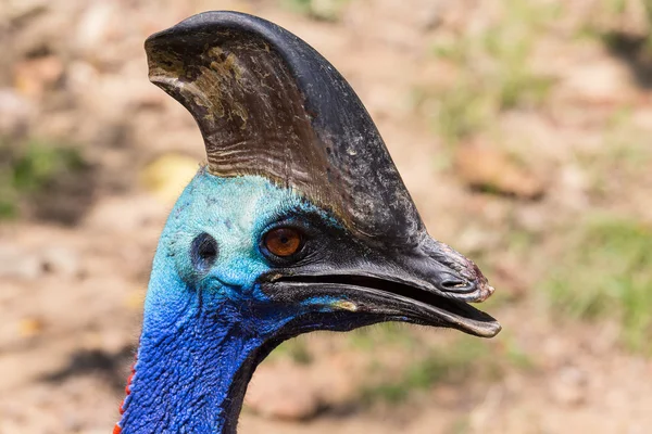 Casoar du sud, Casuarius, tête, oiseau coloré, gros plan — Photo