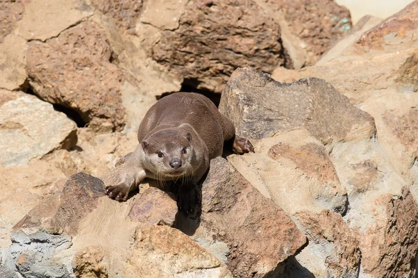 Small predator - otter — Stock Photo, Image