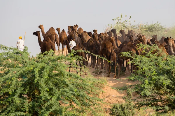 Hintli erkek ve deve yıllık Pushkar deve Mela katıldı. Hindistan — Stok fotoğraf