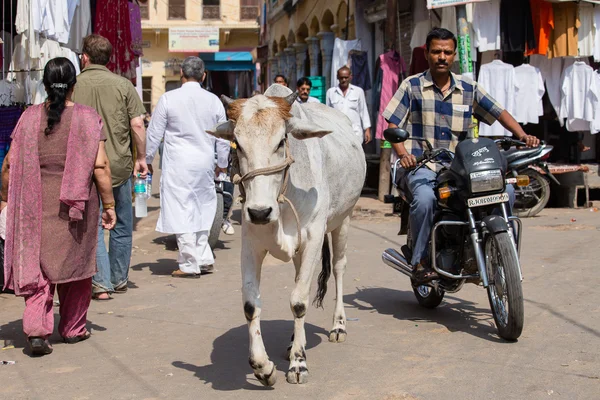 Ko och människor i huvudmarknad road, Pushkar, Indien — Stockfoto