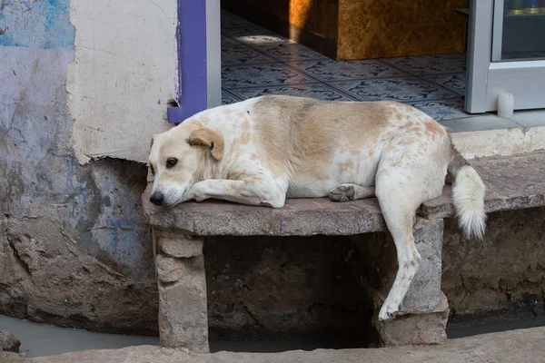 Perro durmiendo en la calle India — Foto de Stock