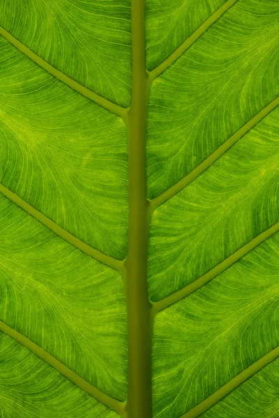 Tropikalny zielony liść tło zbliżenie — Zdjęcie stockowe