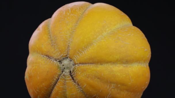 Żółty melon na czarnym tle obraca, bliska — Wideo stockowe