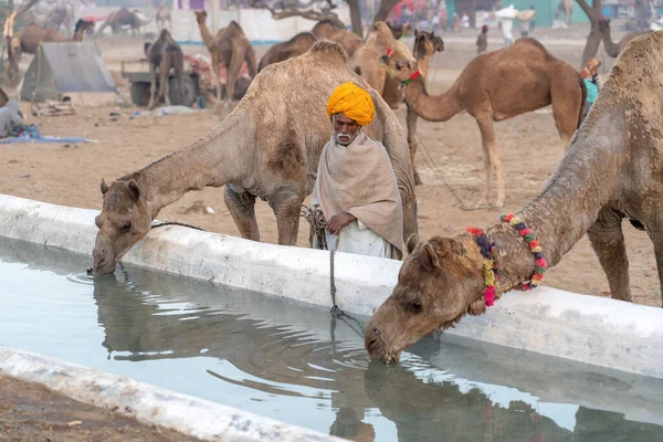 Pushkar India November 2018 Camels Drink Water Desert Thar Pushkar — Stock Photo, Image