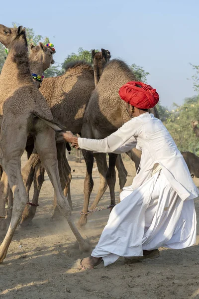 Pushkar India November 2018 Індійські Чоловіки Стадні Верблюди Пустелі Тар — стокове фото