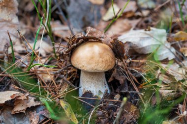 Vahşi ormanda güzel bir boletus edulis mantar pankartı. Sonbahar günü beyaz mantar, yakın çekim. Ukrayna