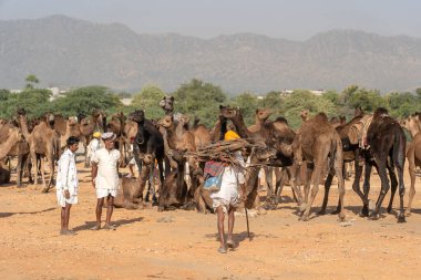 PUSHKAR, INDIA - 13 Kasım 2018: Hindistan 'ın kutsal şehri Pushkar, Rajasthan yakınlarındaki Pushkar Camel Mela sırasında Thar çölünde Hintli erkek ve sürü develeri. Bu fuar dünyanın en büyük deve ticaret fuarı.