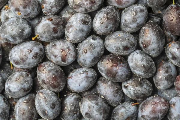 Beaucoup Prunes Bleues Fraîches Fruits Avec Des Gouttes Eau Texture — Photo