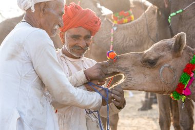 PUSHKAR, INDIA - 14 Kasım 2018: Hindistan 'ın kutsal şehri Pushkar, Rajasthan yakınlarındaki Pushkar Camel Mela sırasında Thar çölünde Hintli erkek ve sürü develeri. Bu fuar dünyanın en büyük deve ticaret fuarı.
