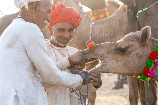 Pushkar Índia Novembro 2018 Homens Indianos Camelos Rebanho Deserto Thar — Fotografia de Stock