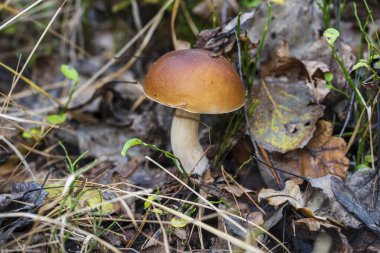 Vahşi ormanda güzel bir boletus edulis mantar pankartı. Sonbahar günü beyaz mantar, yakın çekim. Ukrayna