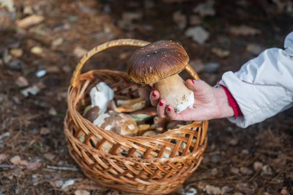 Schöner Steinpilz Frauenhand Wilden Wald Weiße Pilze Einem Herbsttag Aus — Stockfoto