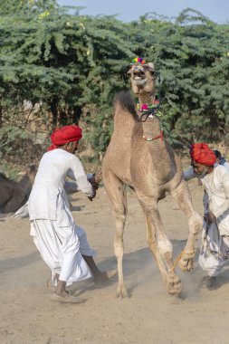 PUSHKAR, INDIA - 14 Kasım 2018: Hindistan 'ın kutsal şehri Pushkar, Rajasthan yakınlarındaki Pushkar Camel Mela sırasında Thar çölünde Hintli erkek ve sürü develeri. Bu fuar dünyanın en büyük deve ticaret fuarı.