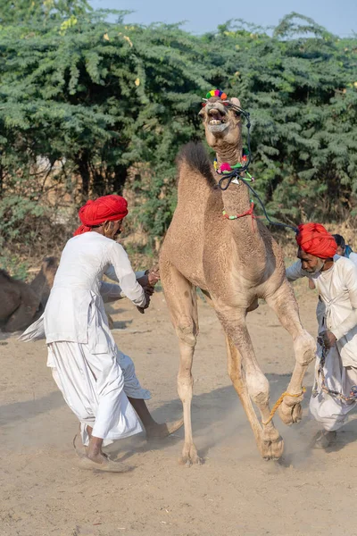 Pushkar India November 2018 Indian Men Herd Camels Desert Thar — Stock Photo, Image