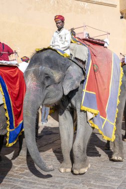 JAIPUR, INDIA - 26 Kasım 2018: Madalyalı filler eski Hindistan 'ın Rajasthan kentindeki Jaipur kentindeki Amber Kalesi' nde turistlere biniyorlar