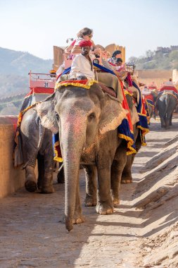 JAIPUR, INDIA - 26 Kasım 2018: Madalyalı filler eski Hindistan 'ın Rajasthan kentindeki Jaipur kentindeki Amber Kalesi' nde turistlere biniyorlar