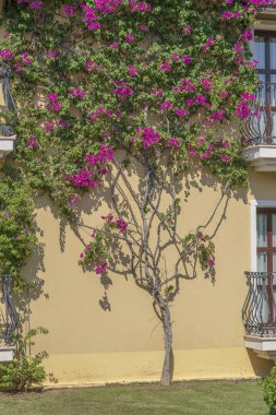 Türkiye 'nin Bodrum kentinde duvarda demir süslemeler ve çiçek ağacı bulunan ön cepheye balkonlu pencereler